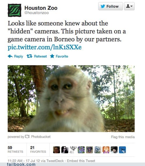 Houston zoo tweets with monkey game camera picture